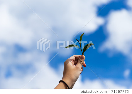 Hand pick green tea leaves and show under blue sky for freshness drinking concept Hand pick green tea leaves and show under blue sky for freshness drinking concept 71367775