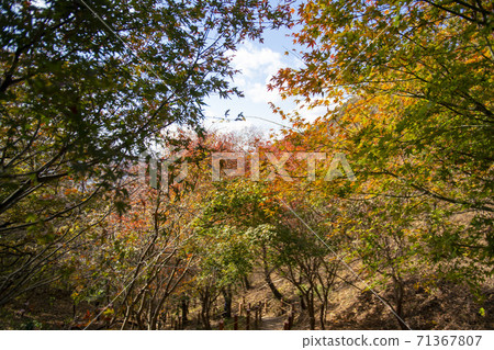 Surisan, Ansan City, Gyeonggi-do 71367807