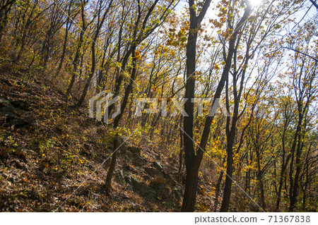 京畿道安山市蘇里山 71367838