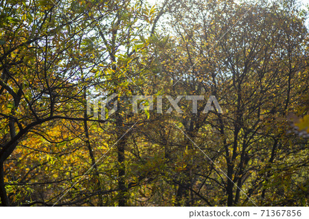 京畿道安山市蘇里山 71367856