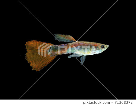 Guppy fish on black background Guppy fish on black background 71368372