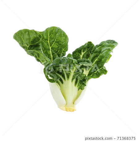 fresh baby chinese cabbage on white background 71368375