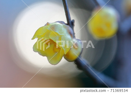 像蠟一樣的光澤(行花) 像蠟一樣的光澤(行花) 71369534