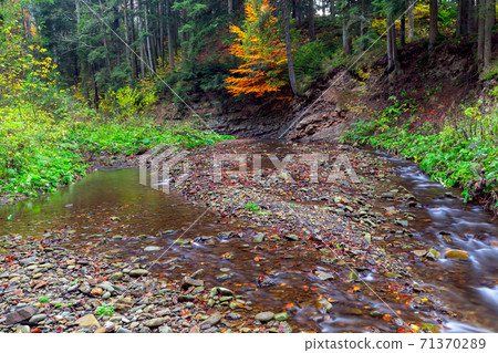 Carpathians. Skole. Mountain river. 71370289