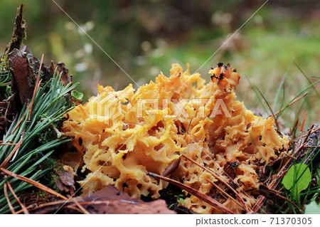 Sparassis crispa sometimes called cauliflower fungus 71370305