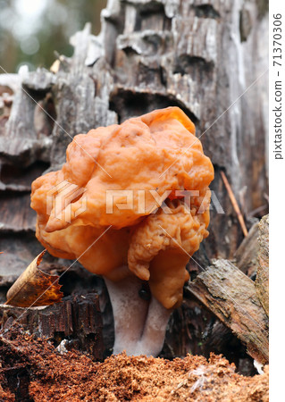 Hooded false morel or the elfin saddle - inedible fungus 71370306