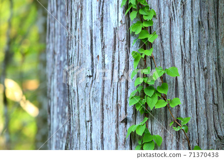 Fresh green leaves 71370438