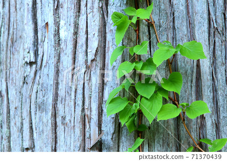 Fresh green leaves 71370439