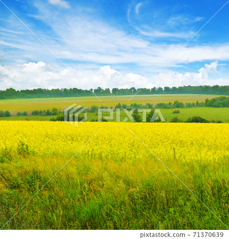 Yellow field of flowering rape and blue sky with clouds. 71370639