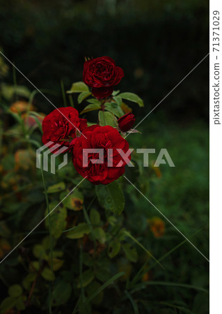 Beautiful roses in garden, roses for Valentine Day. Beautiful roses in garden, roses for Valentine Day. 71371029