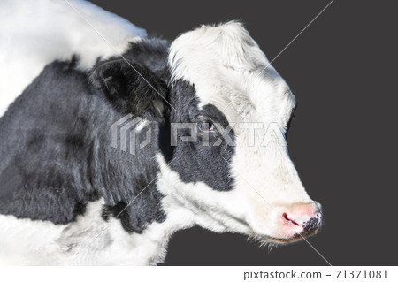 Side view of cow, close-up of face. For cutout material 71371081