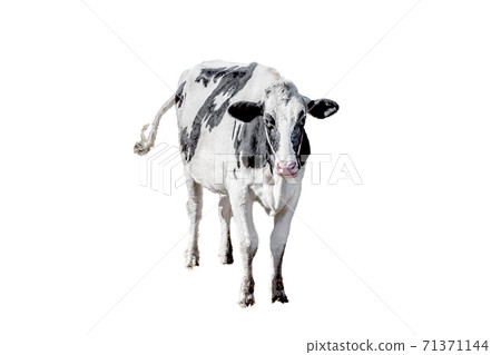 Standing cow, material for cutting out the foreground 71371144