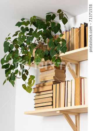 Indoor flowers on the bookshelves 71371558