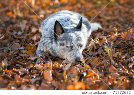 Blue heeler dog among autumn leaves. Portrait of australian cattle dog at nature. Blue heeler dog among autumn leaves. Portrait of australian cattle dog at nature. 71372682