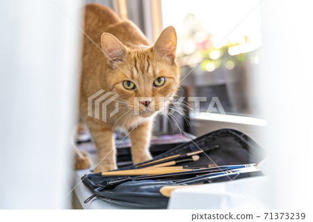 red cat on the windowsill behind the curtain red cat on the windowsill behind the curtain 71373239