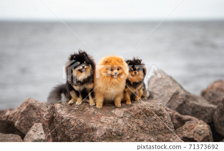 Three cute pom spitz dogs friends sitting on the rock at the background of overcast sea Three cute pom spitz dogs friends sitting on the rock at the background of overcast sea 71373692