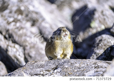 Pika in late autumn crying Pika in late autumn crying 71373729