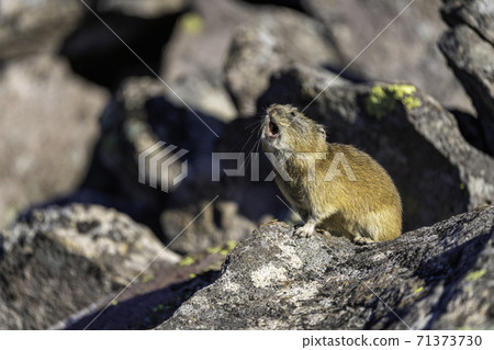 Pika in late autumn crying 71373730