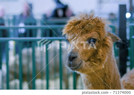 Portrait of brown alpaca at agricultural animal exhibition- close up view 71374000