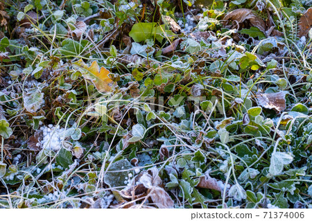 Frozen weeds 71374006