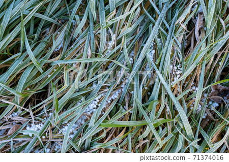 Frozen weeds 71374016