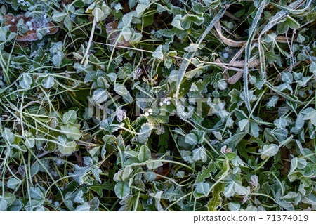 Frozen weeds 71374019