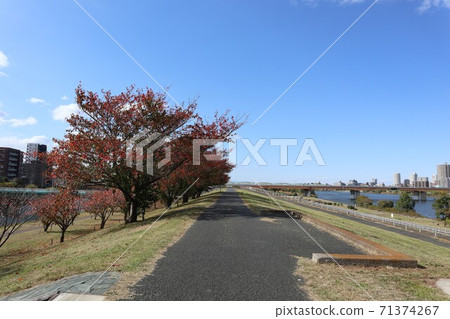 秋天的櫻花樹荒川河床 71374267
