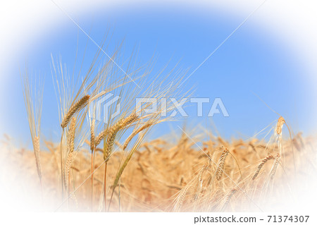 Wheat field barley autumn Nijo barley beer barley (May) oval blur 71374307