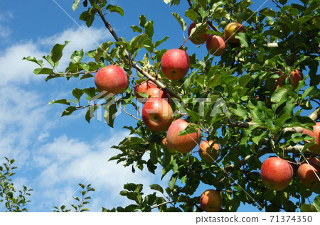 磐山蘋果穩步增長 71374350