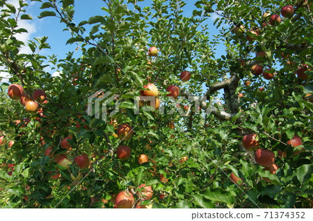 磐城山腳下的蘋果 71374352