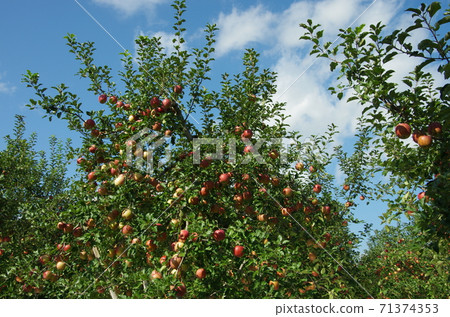 磐城山腳下的蘋果 71374353