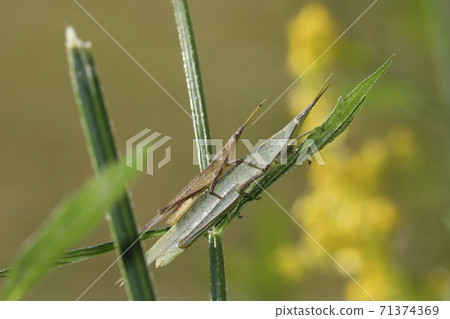 Atractomorpha lata Atractomorpha lata 71374369