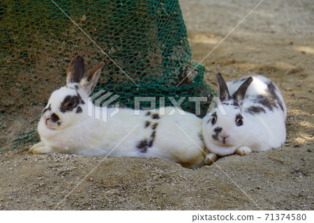 牛久大佛下的兔子 牛久大佛下的兔子 71374580