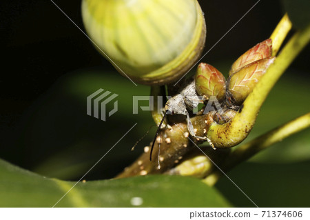 中華櫟(Quercus sinensis) 中華櫟(Quercus sinensis) 71374606