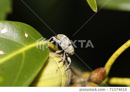 Quercus sinensis 71374610