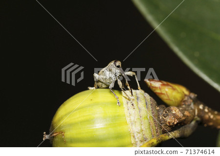 中華櫟（Quercus sinensis） 71374614