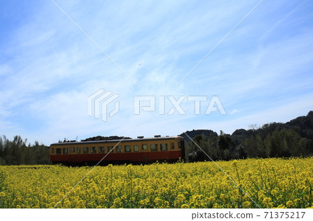 Kominato Railway and Rape Fields on the Boso Peninsula Kominato Railway and Rape Fields on the Boso Peninsula 71375217