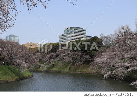 Chidorigabuchi Somei Yoshino的櫻花 71375513