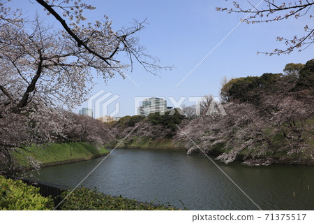 Chidorigabuchi Somei Yoshino的櫻花 71375517