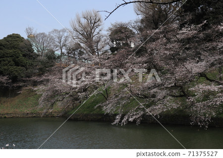 Chidorigabuchi Somei Yoshino的櫻花 71375527