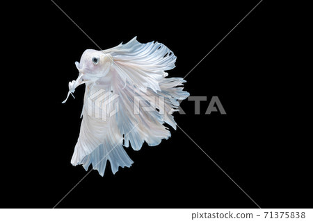 Multicolor White Betta spendens fighting fish (Rosetail) Halfmoon fancy in Thailand on isolated Multicolor White Betta spendens fighting fish (Rosetail) Halfmoon fancy in Thailand on isolated 71375838