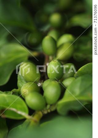 Natural plant coffee tree, young fruit of Arabica cultivated Natural plant coffee tree, young fruit of Arabica cultivated 71376096