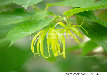 Ylang-ylang where there are two flowers (essential oil raw material) 71376135