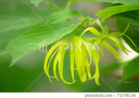 Ylang-ylang where there are two flowers (essential oil raw material) 71376136