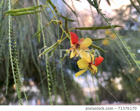 Blooming Parkinsonia (lat. Parkinsonia aculeata) Blooming Parkinsonia (lat. Parkinsonia aculeata) 71376170