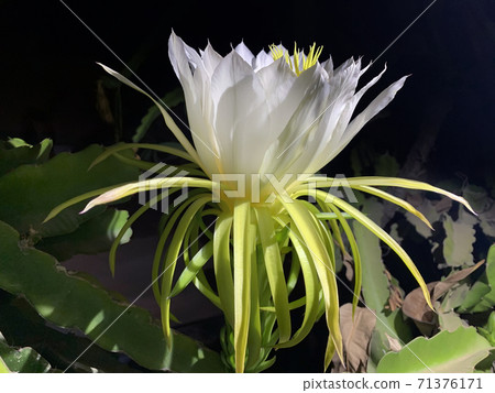 Night flowering Hilocereus (Latin Hylocereus) Night flowering Hilocereus (Latin Hylocereus) 71376171