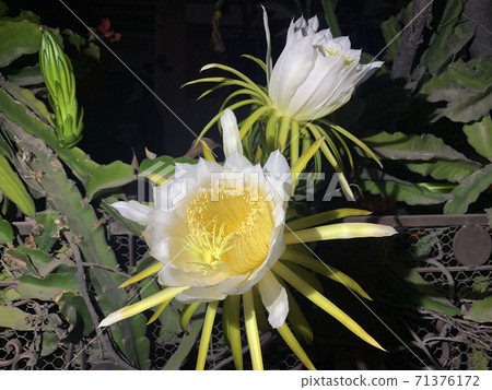 Night flowering Hilocereus (Latin Hylocereus) 71376172