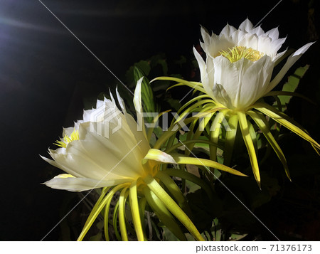 Night flowering Hilocereus (Latin Hylocereus) Night flowering Hilocereus (Latin Hylocereus) 71376173