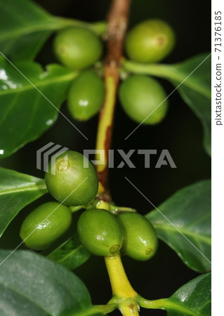 Natural plants Coffee trees, Brazil and Vietnam are famous as production areas, but they are also produced in Okinawa 71376185