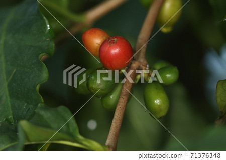 天然植物咖啡樹，果實種子變成咖啡，但成熟的水果肉似乎又甜又美味 71376348